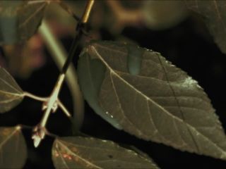 Nudeceleb- Evelyn Belmar – Embryo (2020) HD 1080p