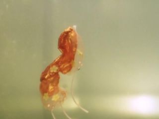 Nudeceleb- Radmila Shchyogoleva, etc – Belo odelo (1999) HD 720p