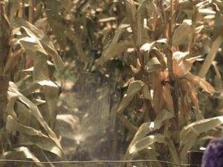 Nudeceleb- Darcy Fowers – Messengers 2 The Scarecrow (2009) HD 1080p