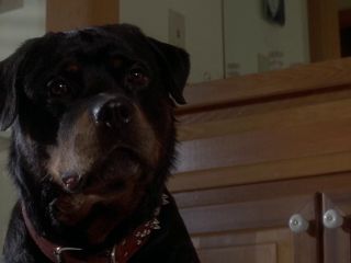 Nudeceleb- Rosie O_Donnell – Another Stakeout (1993) HD 1080p