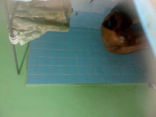 Real Hidden Shower 57