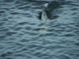 Nudeceleb- Amber Heard-The River Why (2010) HD 1080p