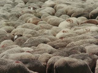 Nudeceleb- Solene Rigot – Shepherds (Bergers) (2024) HD 1080p